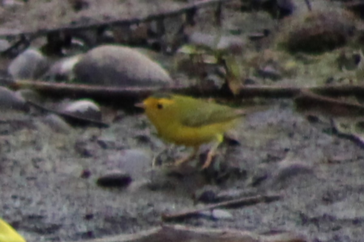 Wilson's Warbler - ML622055850