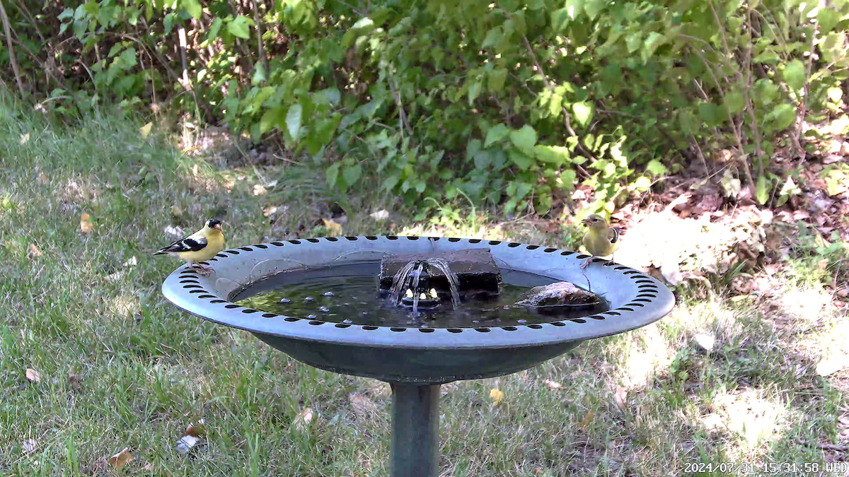 American Goldfinch - ML622055878