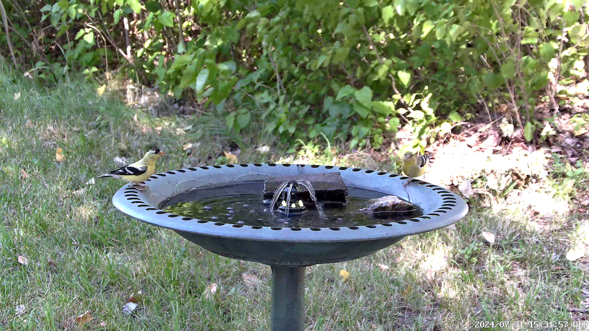 American Goldfinch - ML622055879