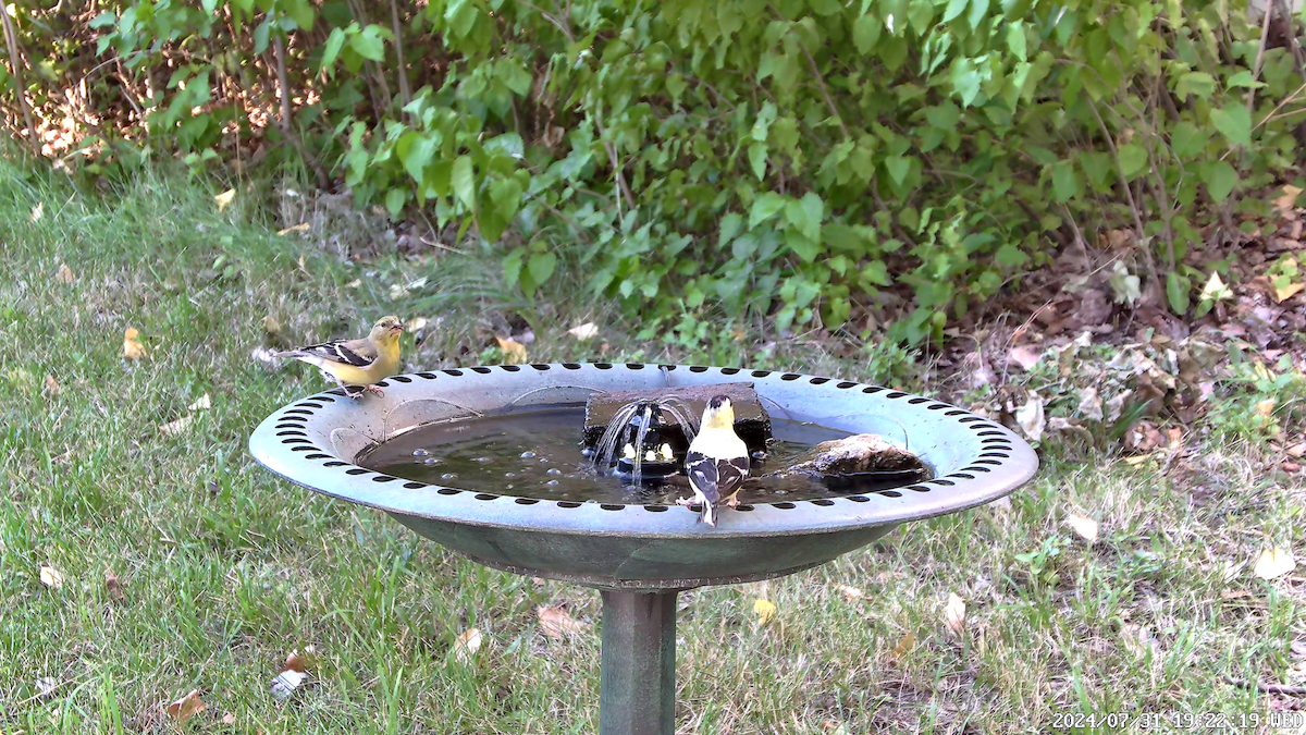 American Goldfinch - ML622055880