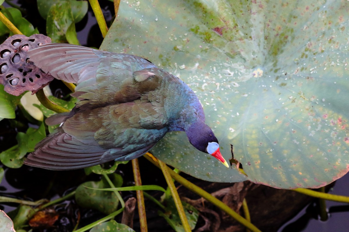 Purple Gallinule - ML622055888