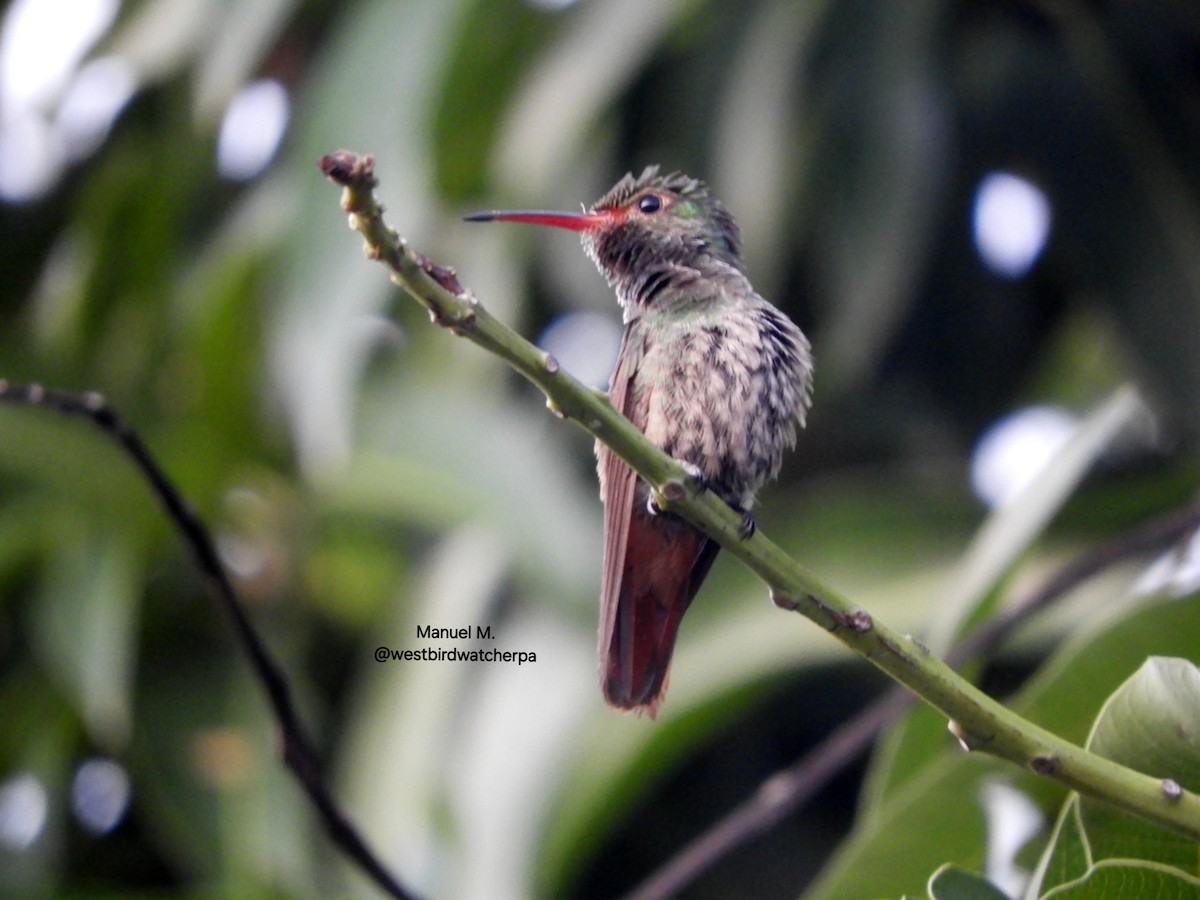 Rufous-tailed Hummingbird - ML622055896