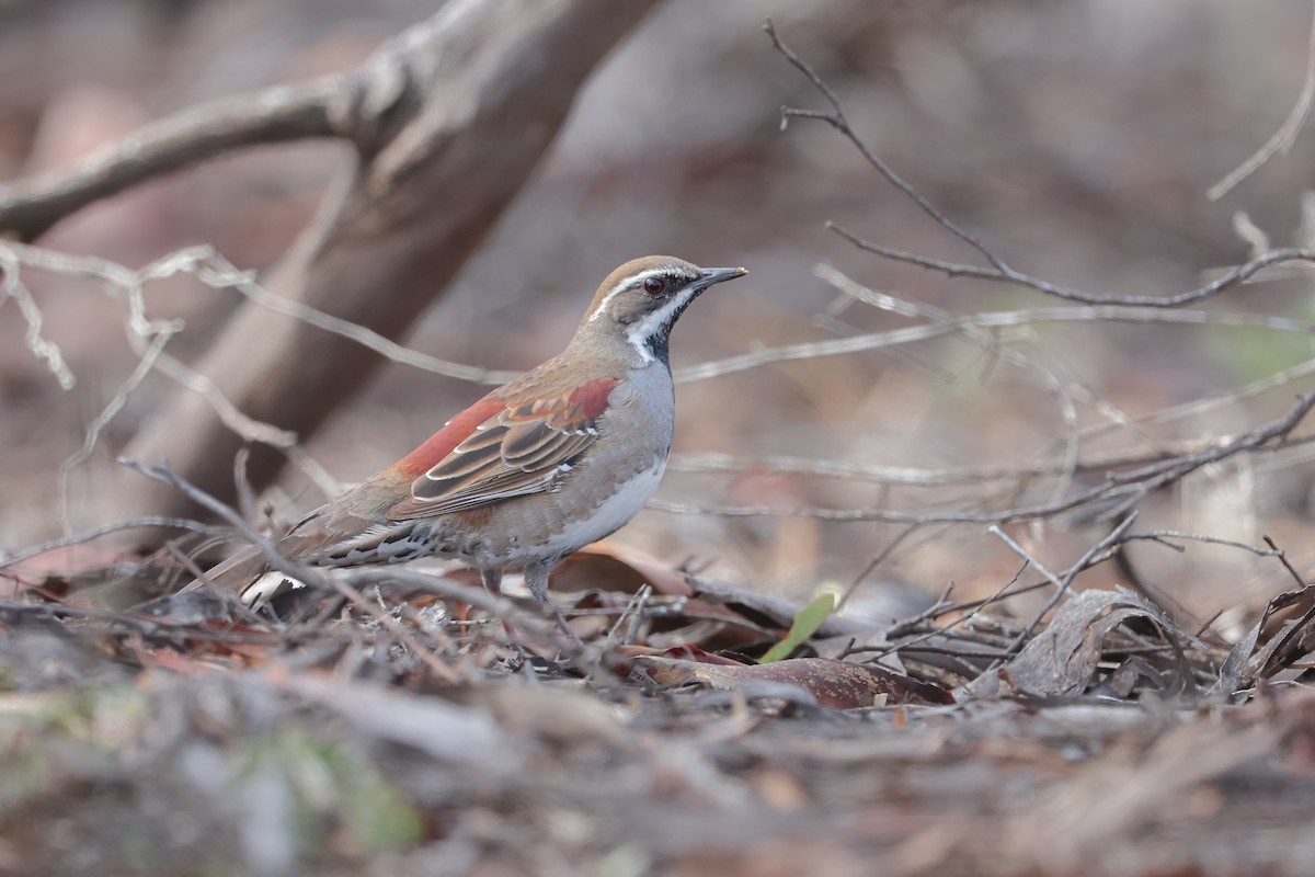 Chestnut Quail-thrush - ML622055898