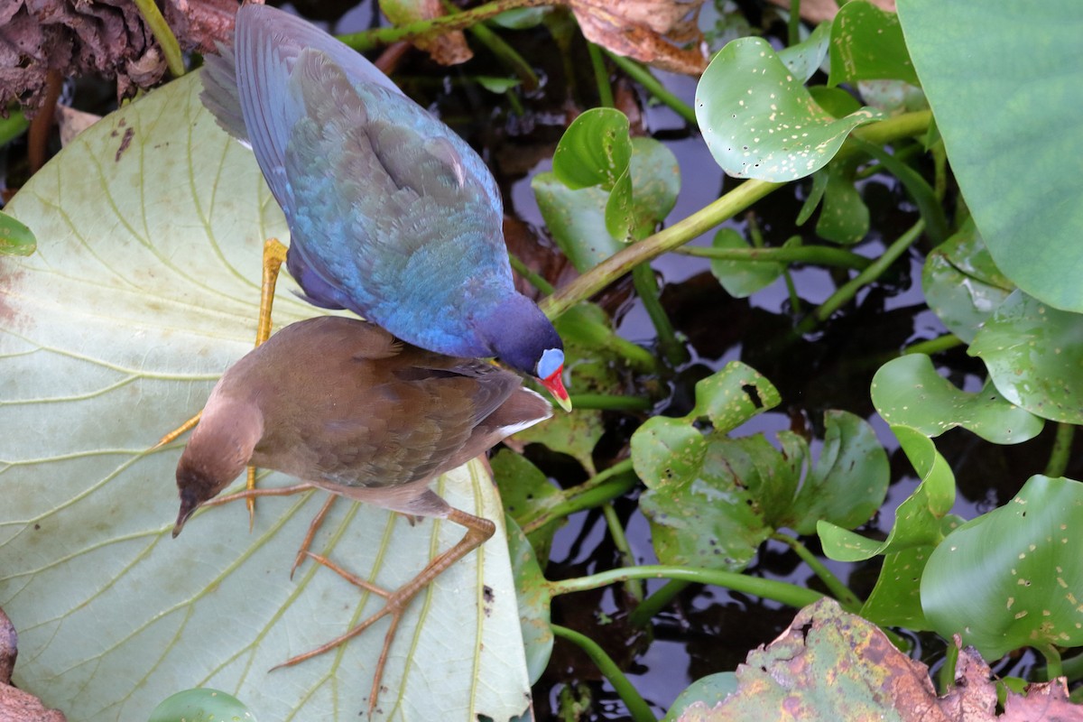 Purple Gallinule - ML622055899