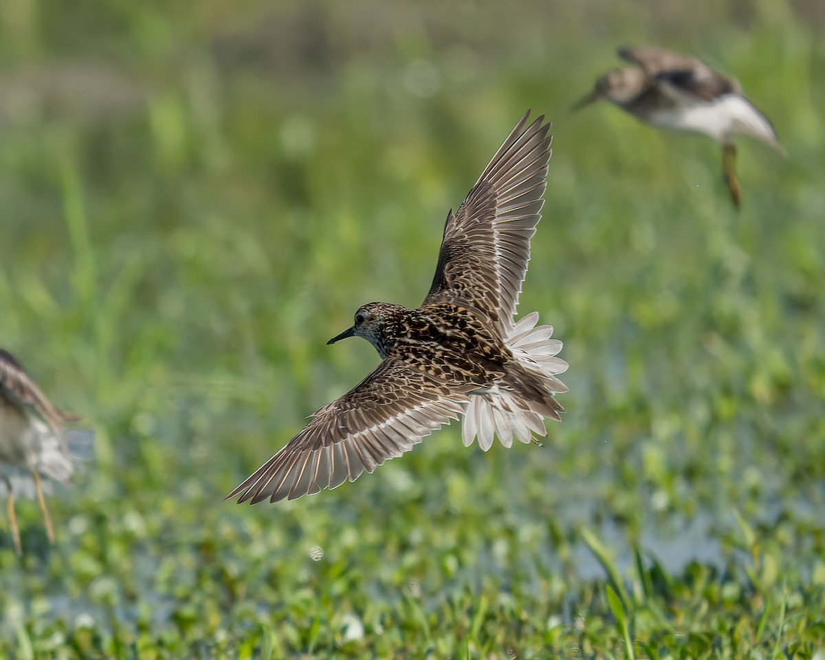 Least Sandpiper - ML622055905