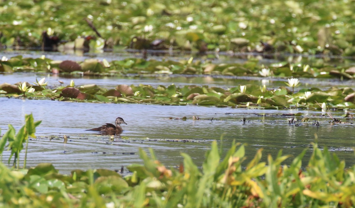 Wood Duck - ML622055906