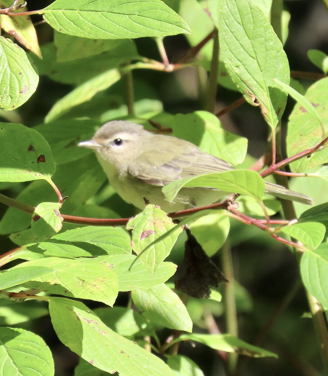 Warbling Vireo - ML622055907