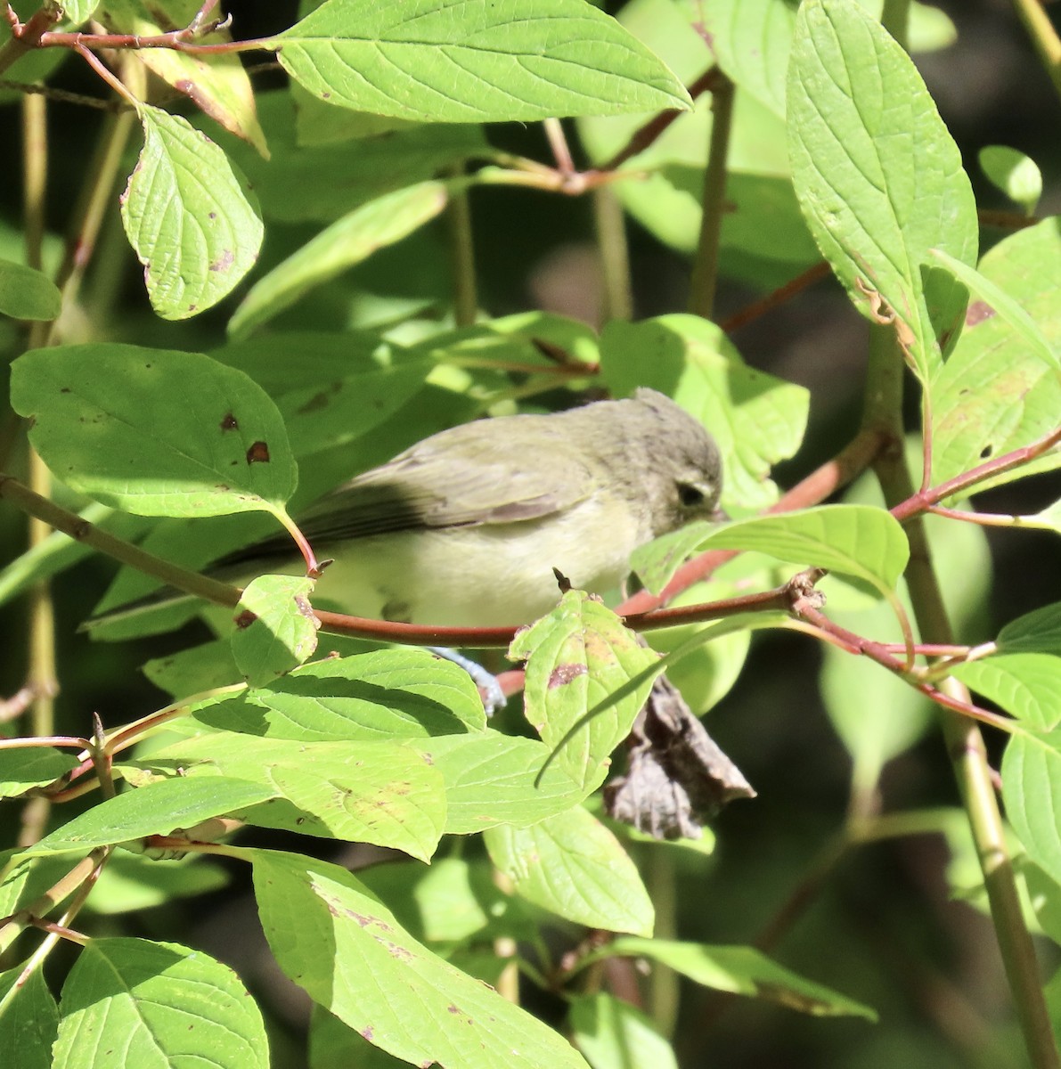 Warbling Vireo - ML622055908