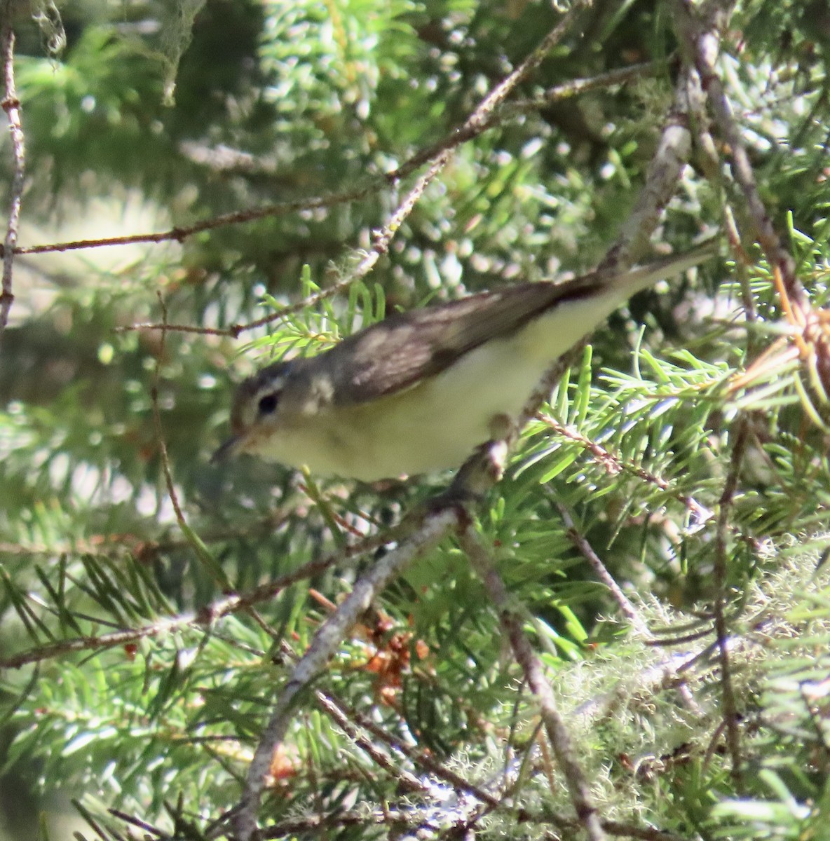 Warbling Vireo - ML622055909