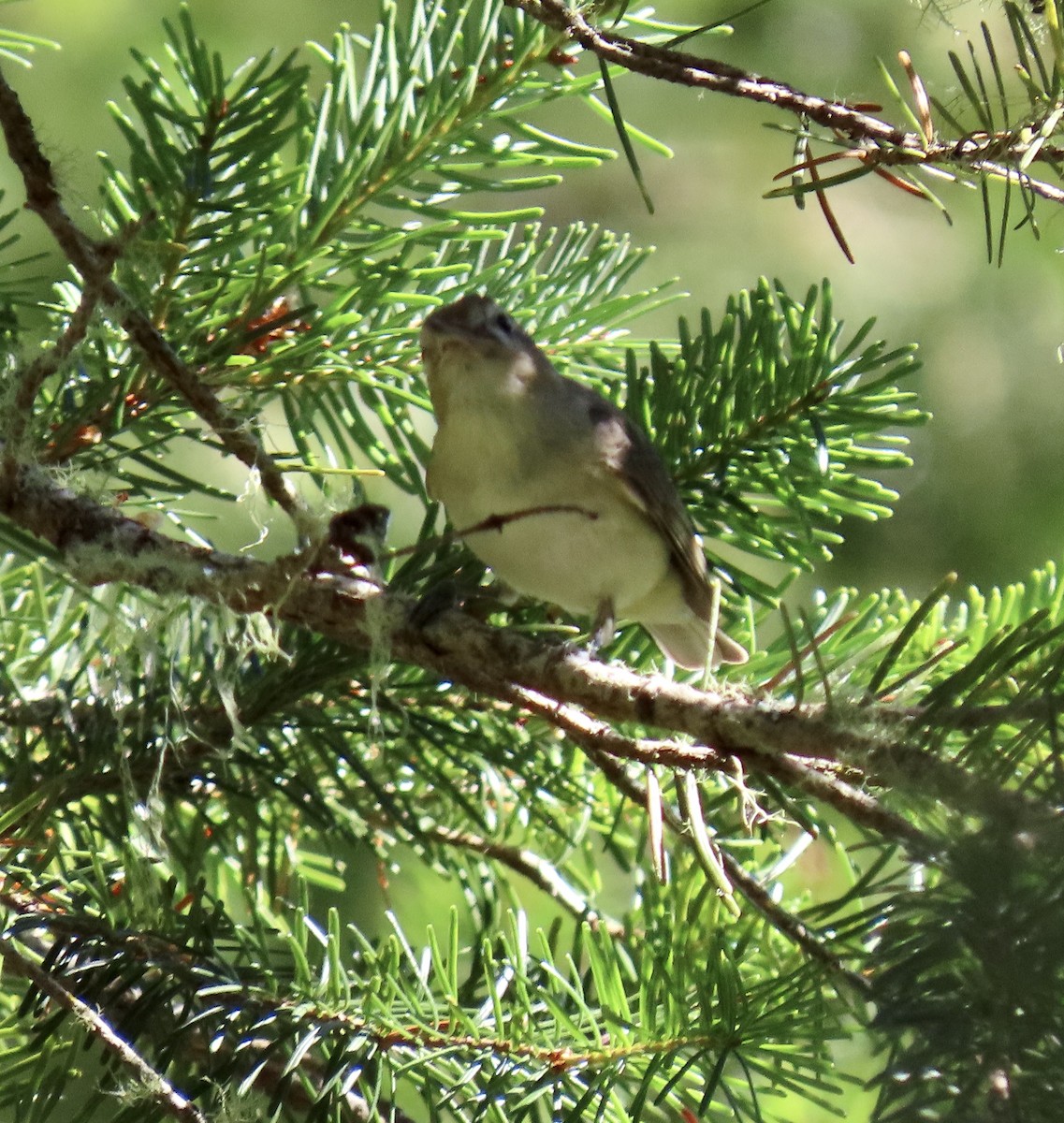 Warbling Vireo - ML622055910