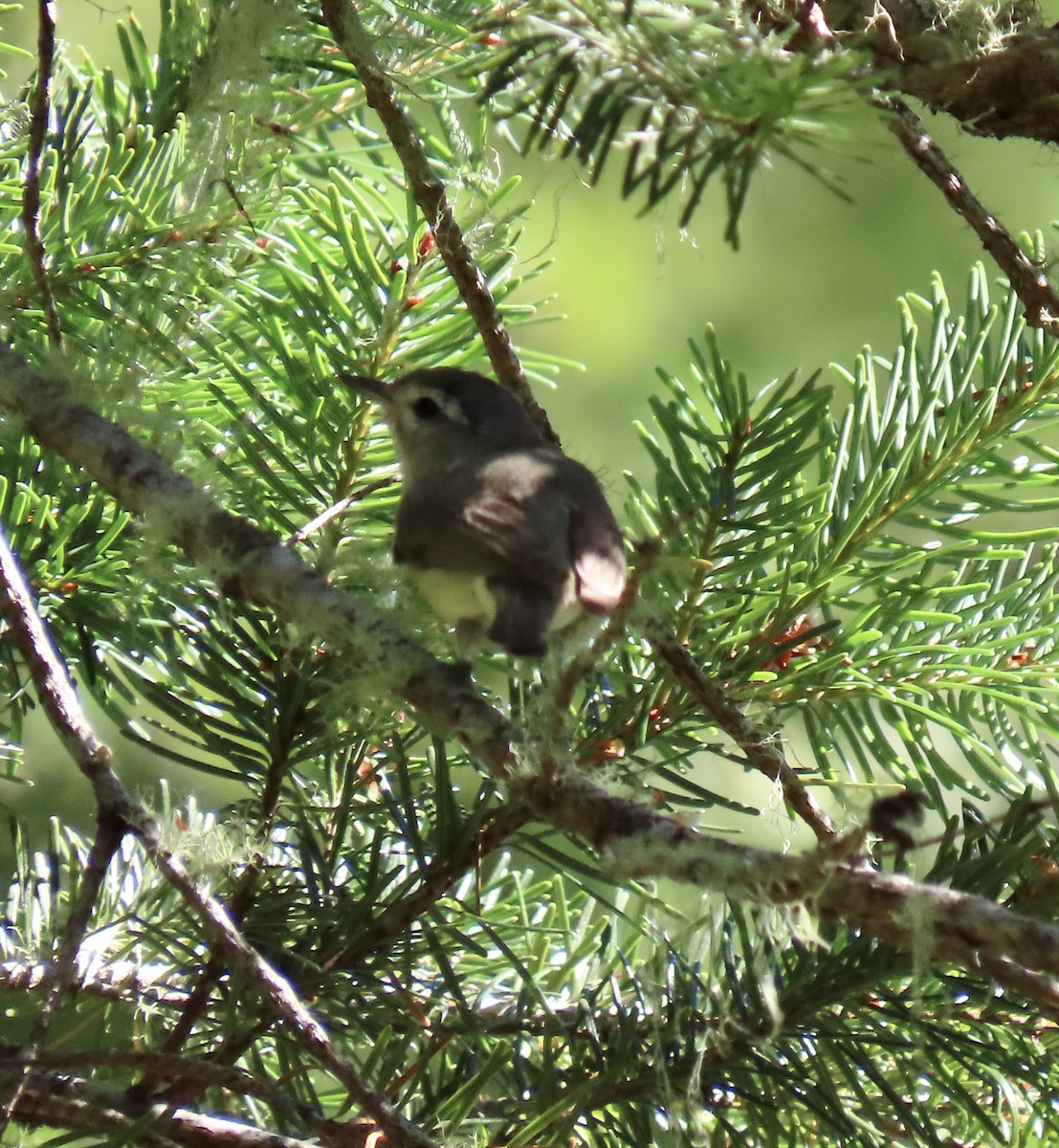 Warbling Vireo - ML622055911