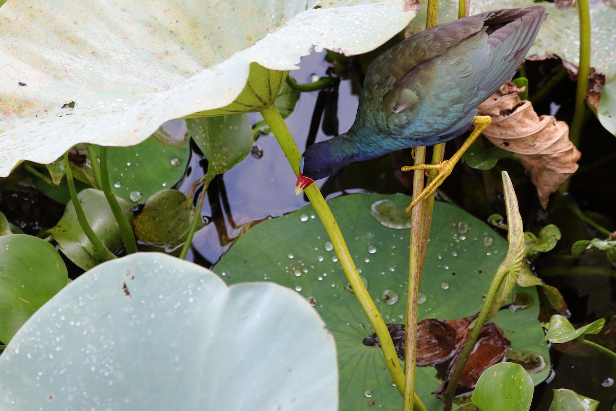 Purple Gallinule - ML622055914