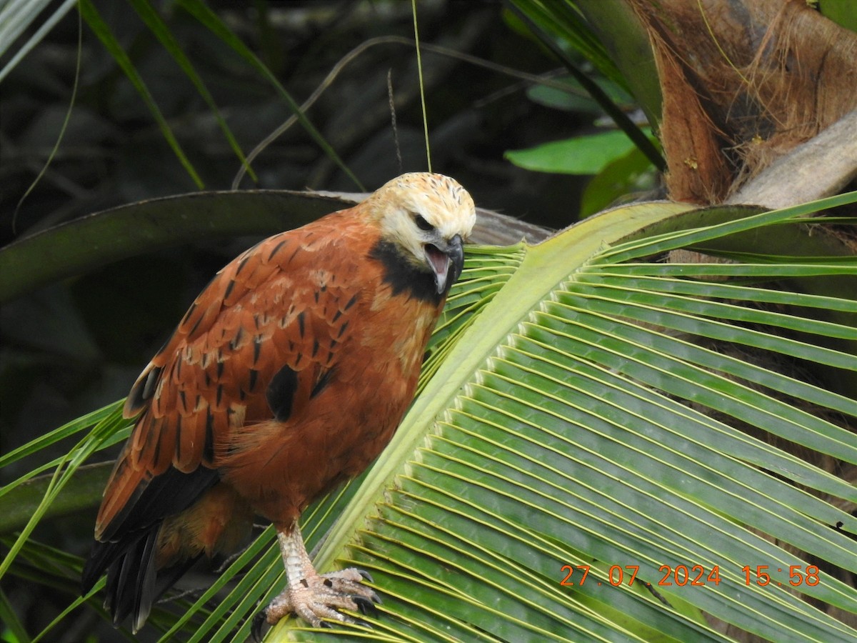 Black-collared Hawk - ML622055915