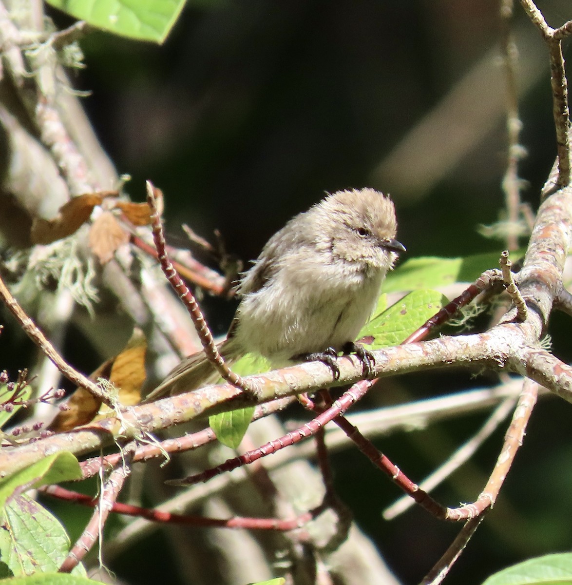 Bushtit - ML622055916