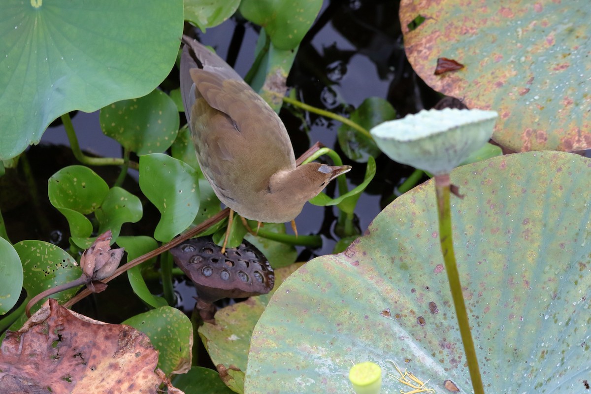 Purple Gallinule - ML622055917