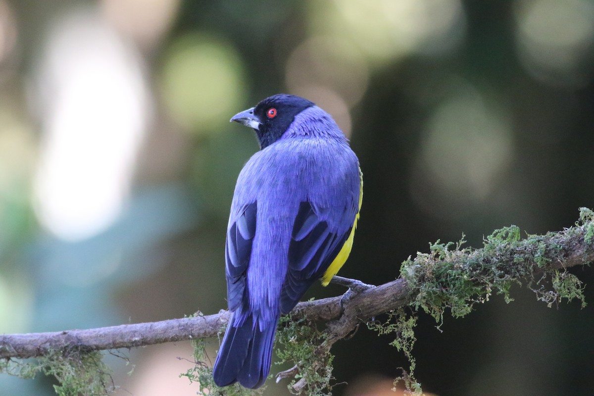 Hooded Mountain Tanager - ML622055918