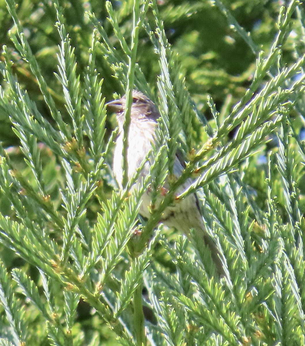 Red Crossbill - ML622055919