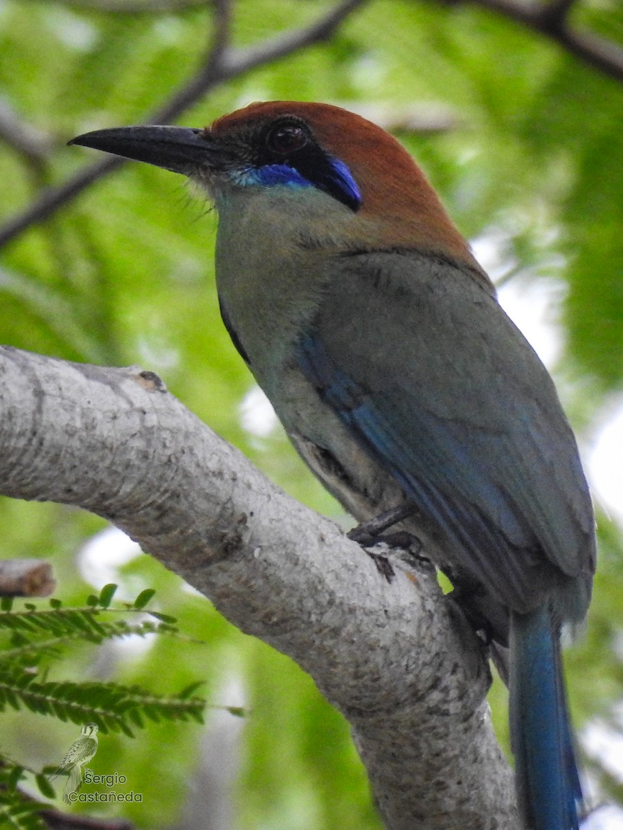 Russet-crowned Motmot - ML622055923