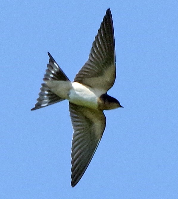 Barn Swallow (American) - ML622055924