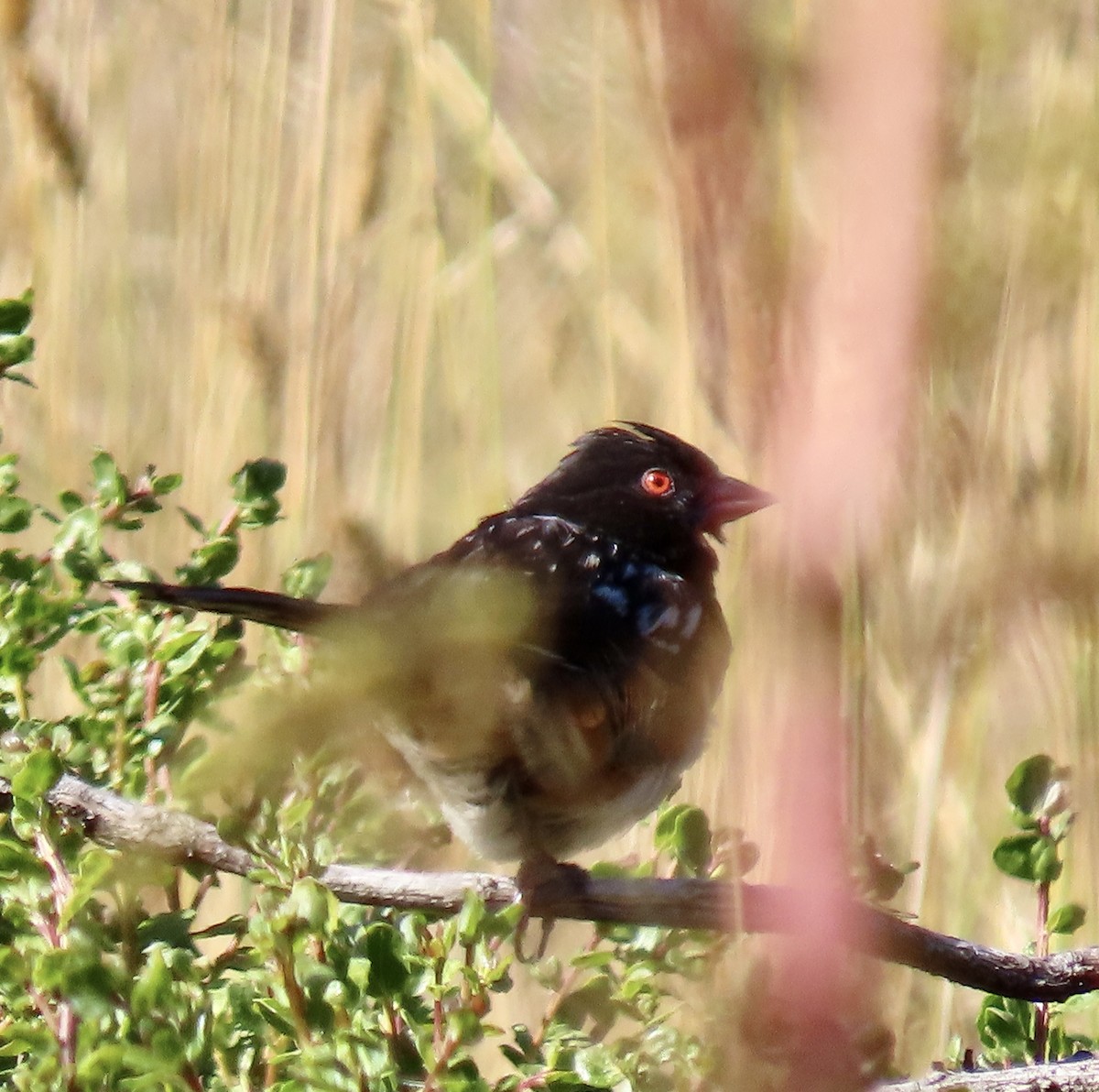 Spotted Towhee - George Chrisman