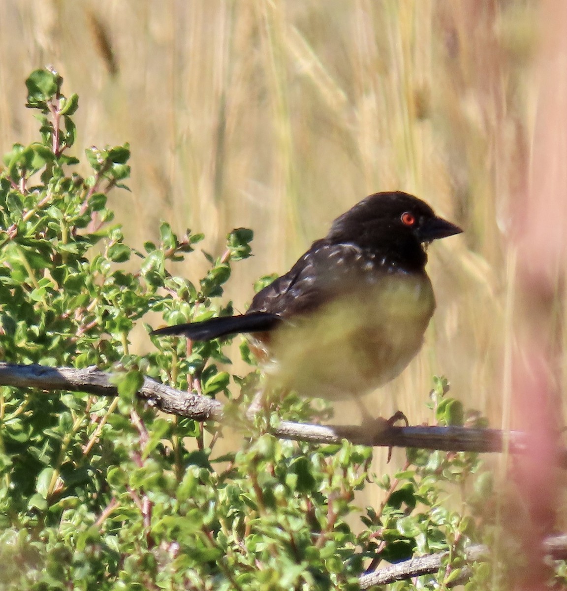 Spotted Towhee - ML622055926