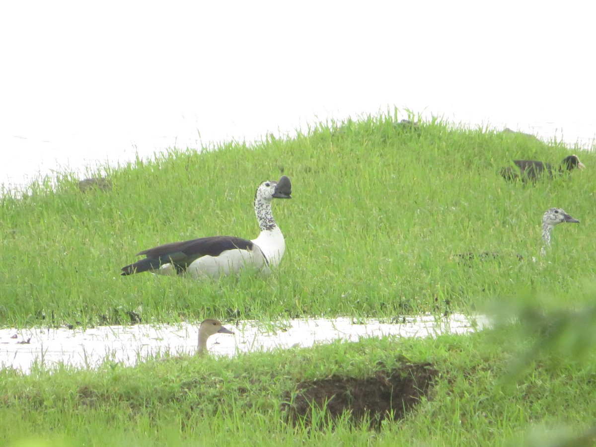 Knob-billed Duck - ML622055940