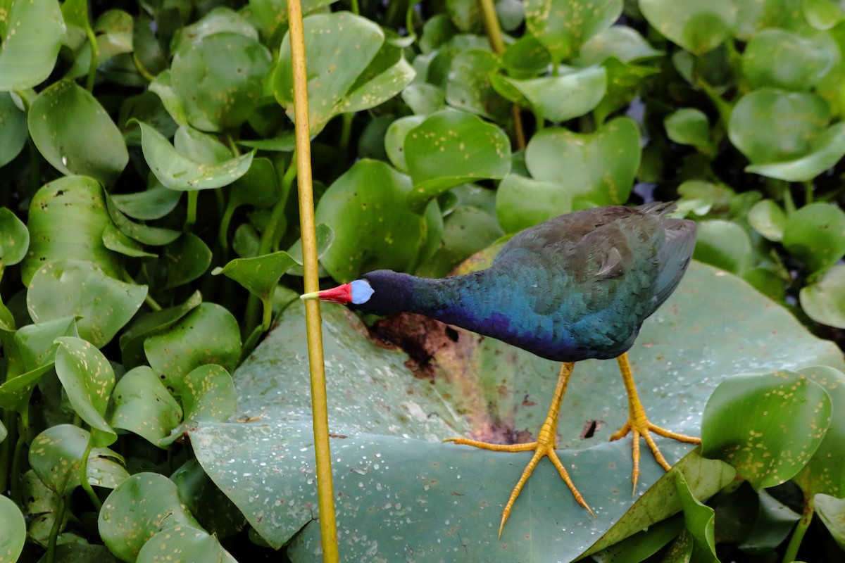 Purple Gallinule - ML622055941