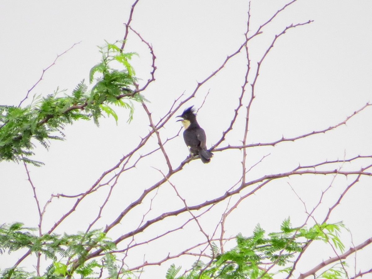 Pied Cuckoo - Mahmadanesh Khira