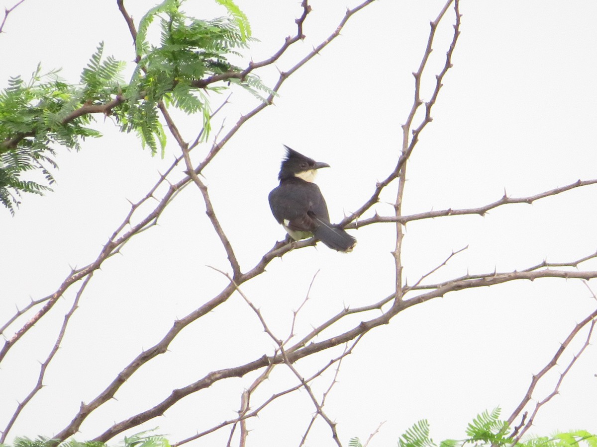 Pied Cuckoo - ML622055976