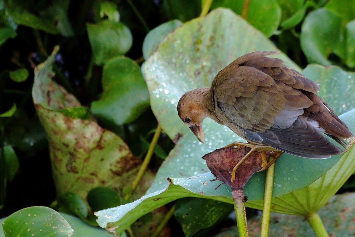 Purple Gallinule - ML622055984