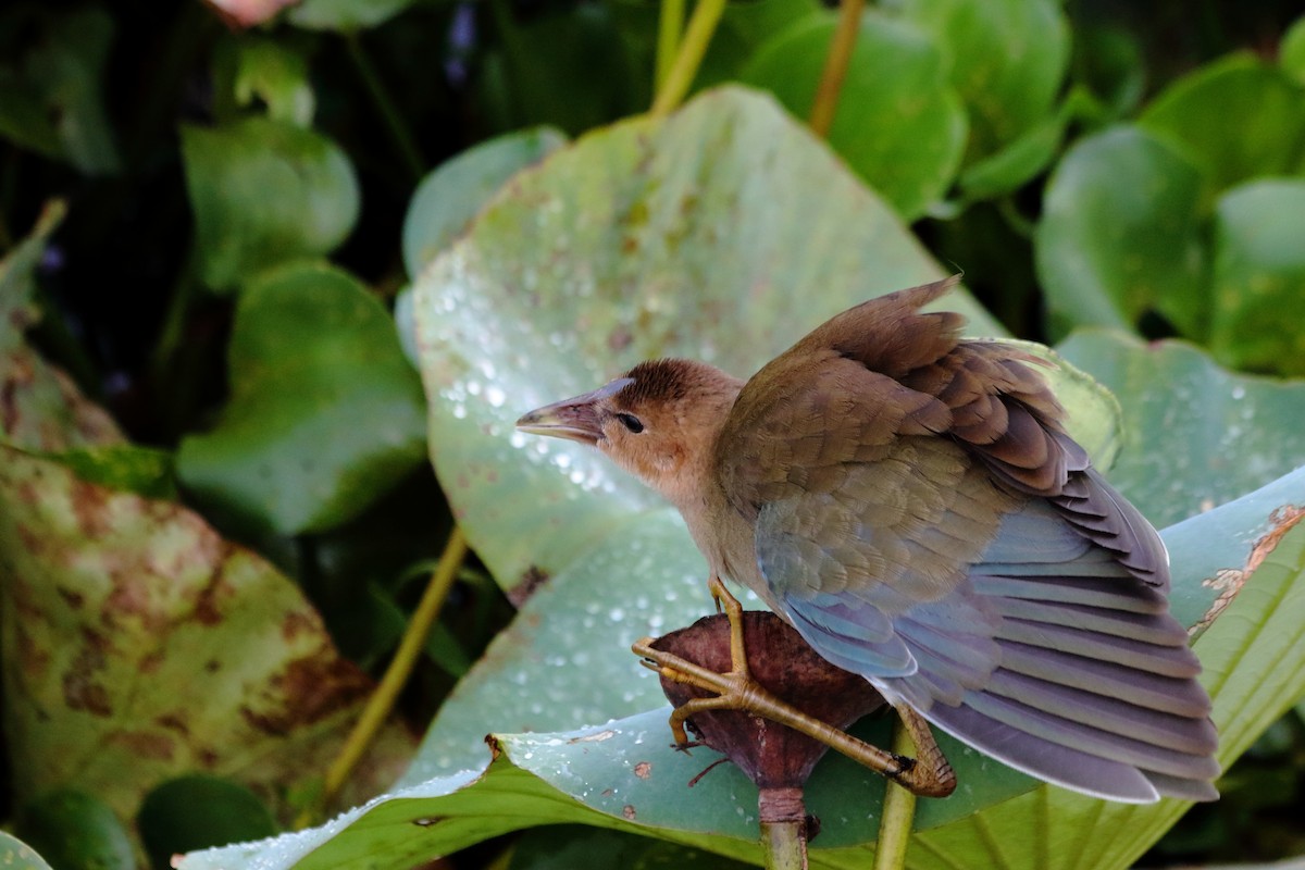 Purple Gallinule - ML622055985