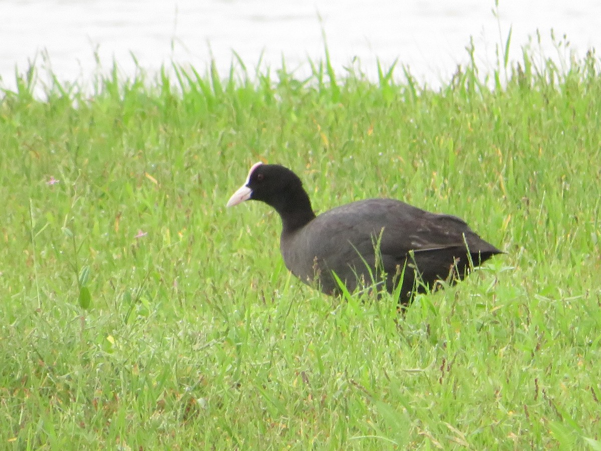 Eurasian Coot - ML622055986