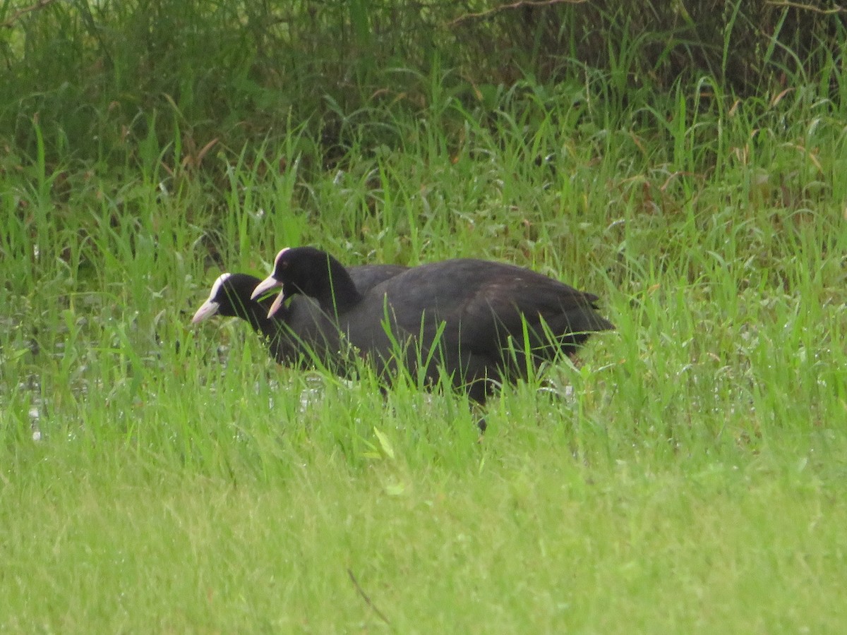 Eurasian Coot - Mahmadanesh Khira