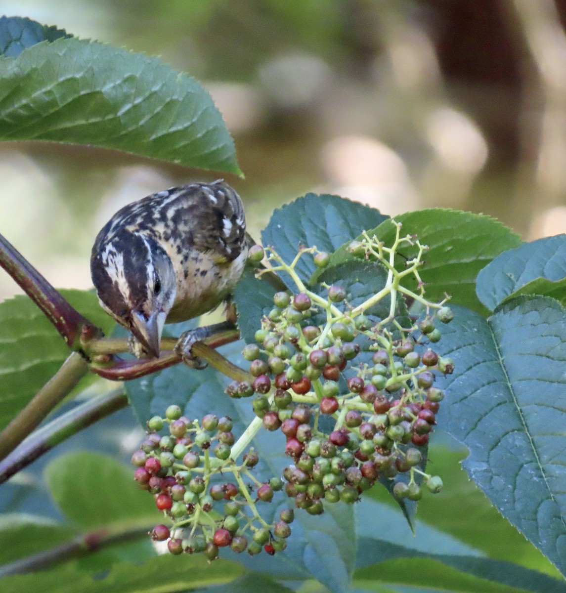 Black-headed Grosbeak - George Chrisman