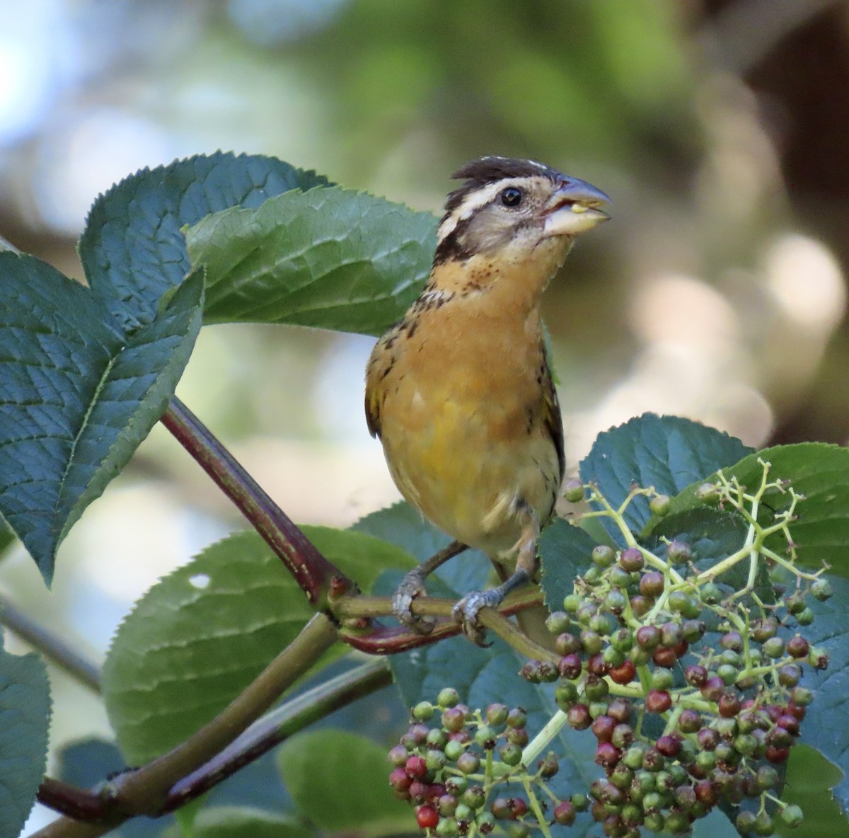 Black-headed Grosbeak - ML622055993