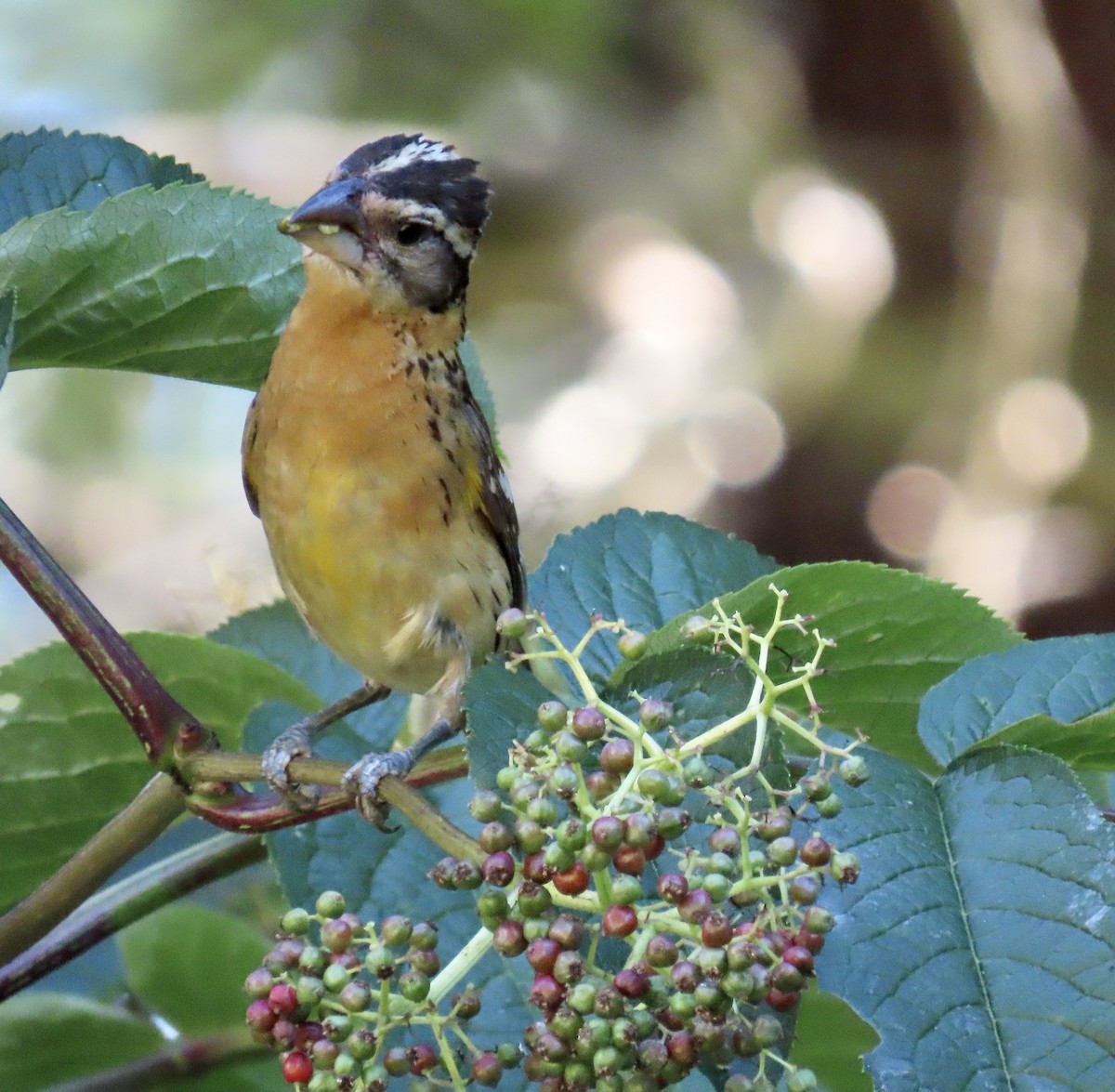 Black-headed Grosbeak - George Chrisman