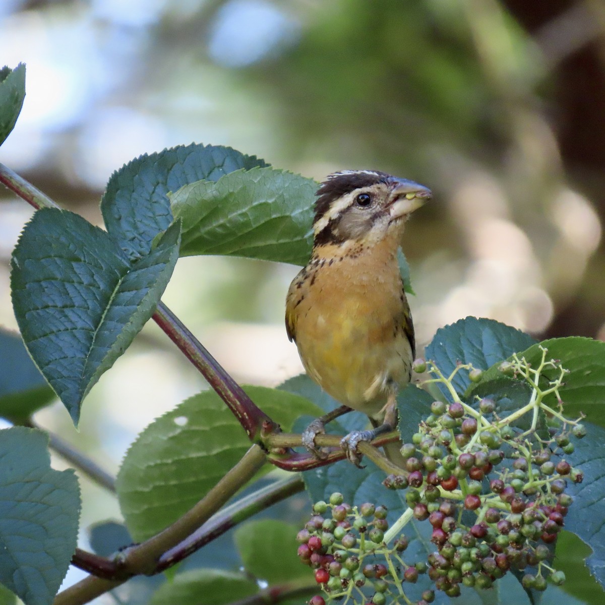 Black-headed Grosbeak - ML622055996