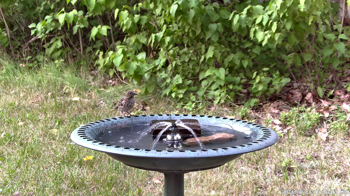 Pine Siskin - ML622055997