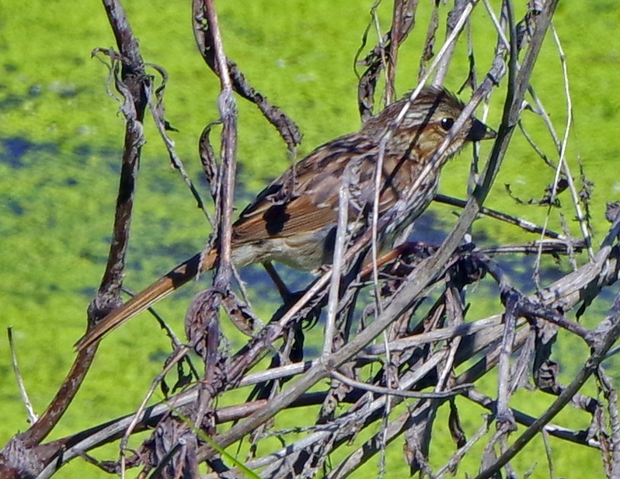 Song Sparrow - Bill Winkler