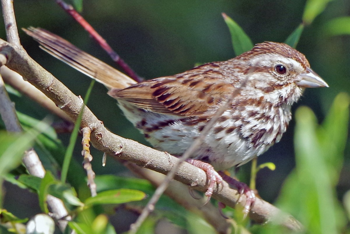 Song Sparrow - ML622056000