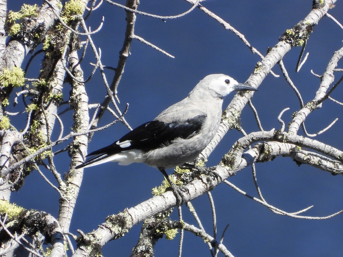 Clark's Nutcracker - ML622056003