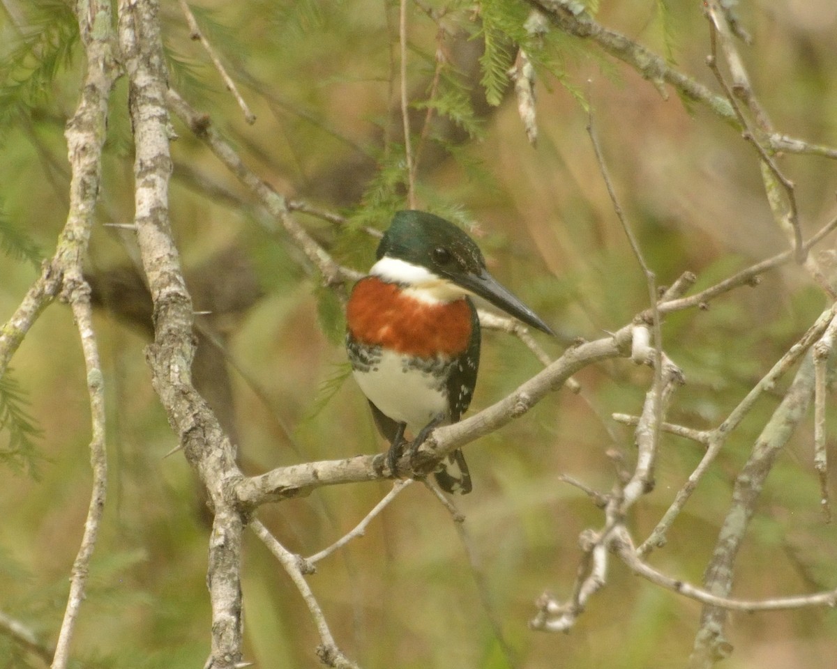 Green Jay - ML622056004