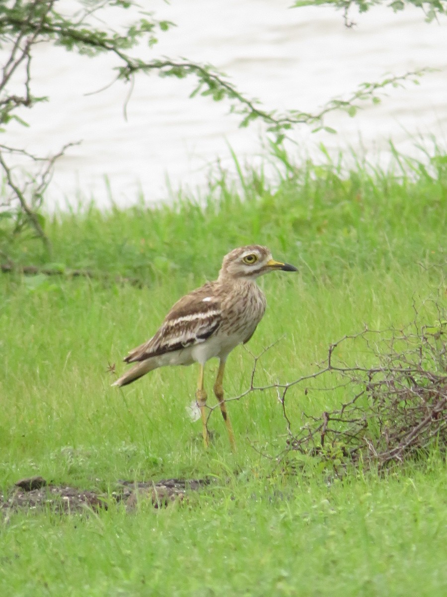 Indian Thick-knee - ML622056005