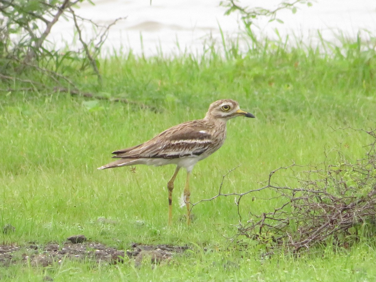 Indian Thick-knee - ML622056006