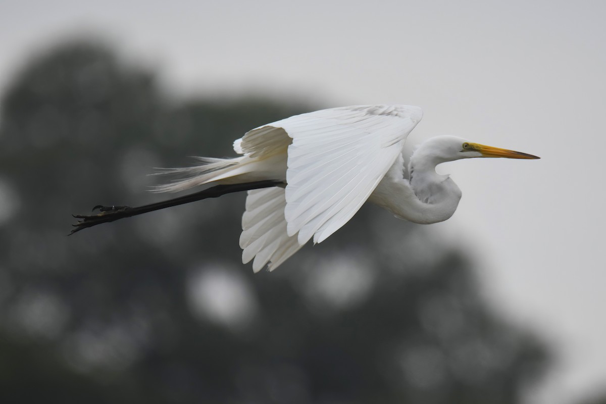 Great Egret - Gigi A