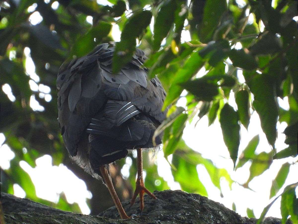 African Harrier-Hawk - ML622056016