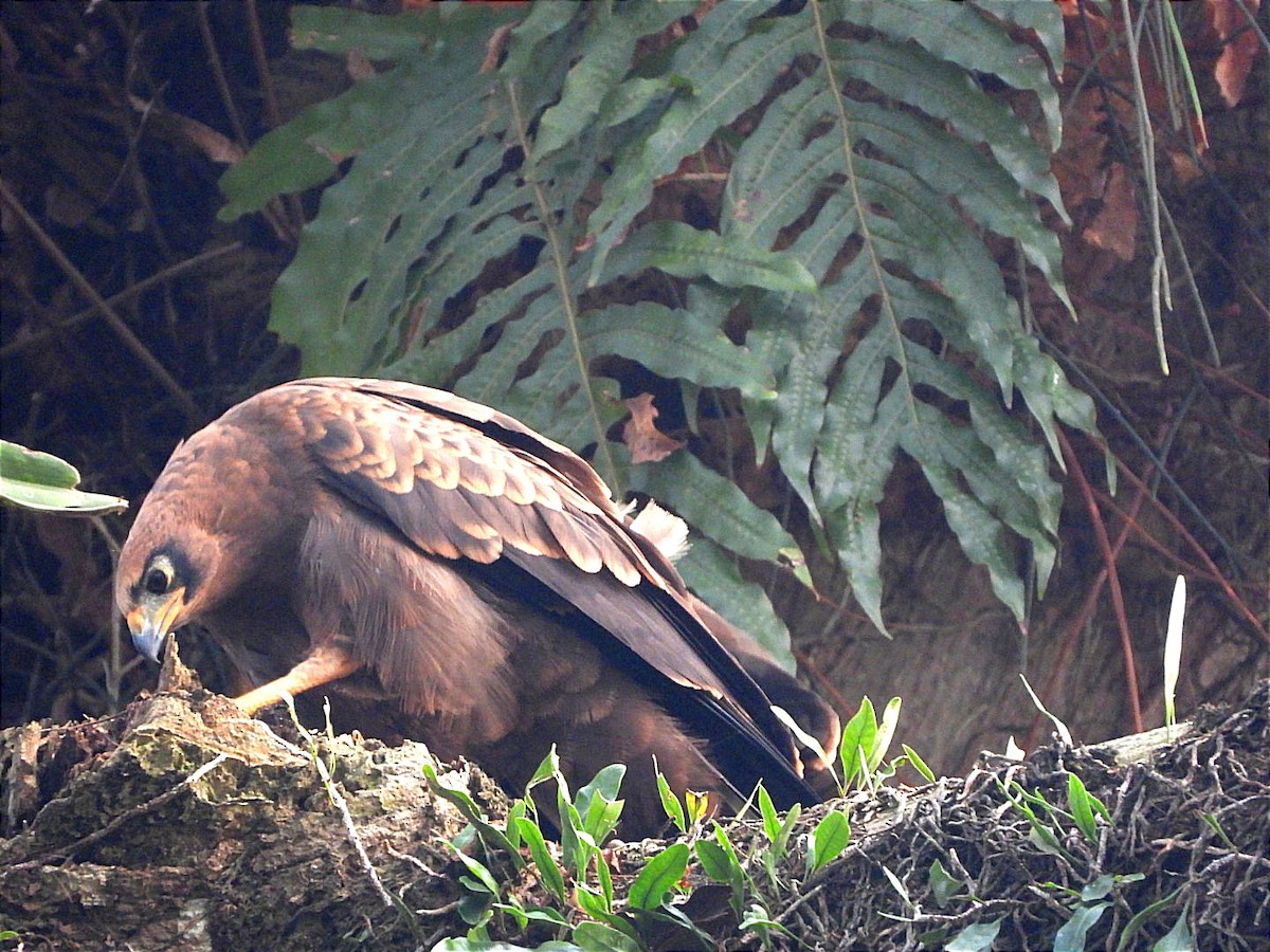 African Harrier-Hawk - ML622056017