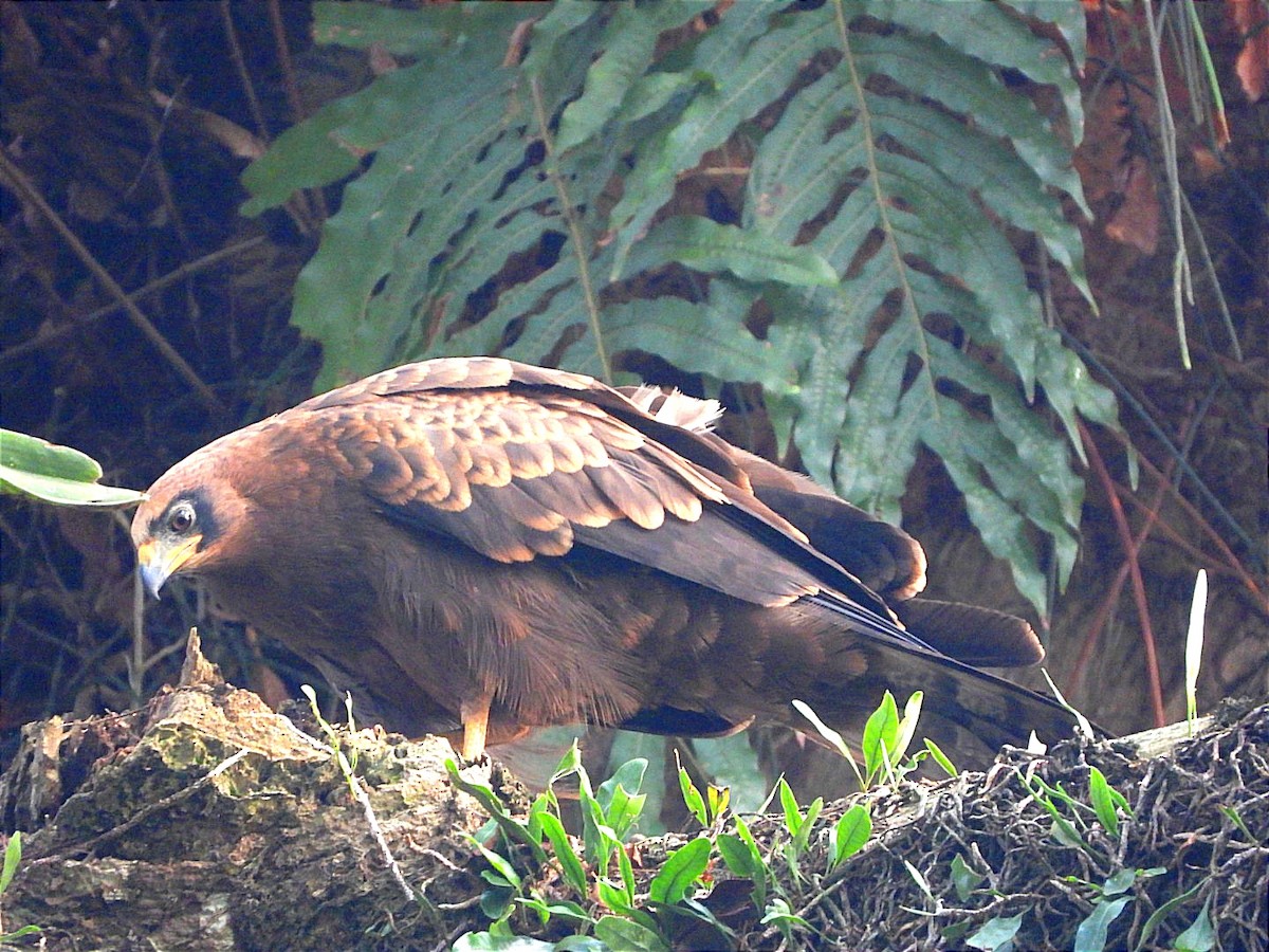 African Harrier-Hawk - ML622056019