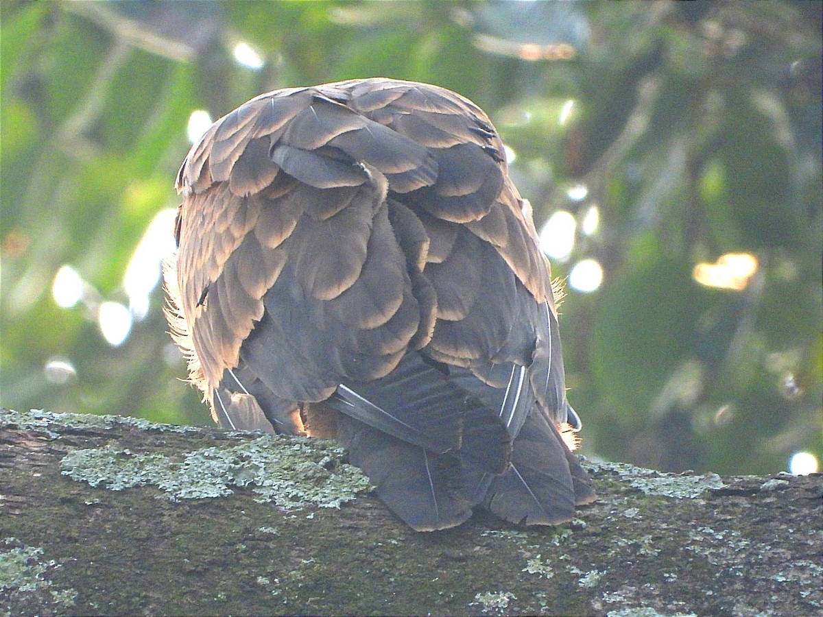 African Harrier-Hawk - ML622056021