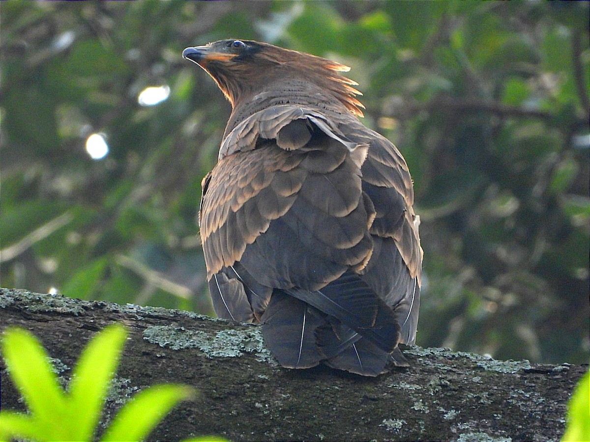 African Harrier-Hawk - ML622056022